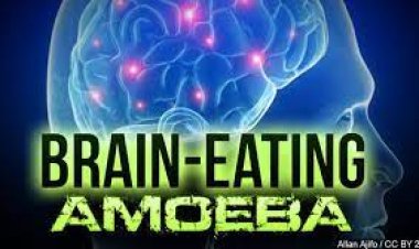 Brain-Eating Amoeba Scare: Kerala on High Alert After 17 Deaths in 2025