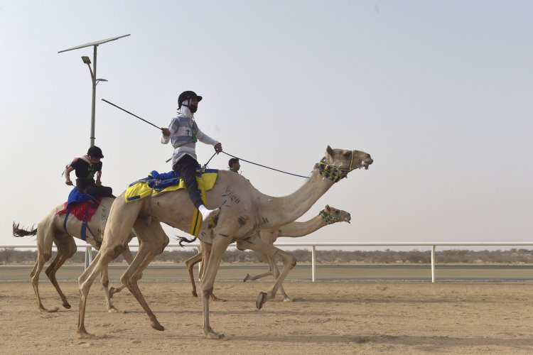 Impressive Show by Bahraini Camels at Saudi Crown Prince Festival