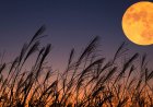 Super Harvest Moon to Light Up Bahrain’s Night Sky on Monday