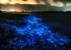 Nature’s Light Show: UAE Shores Glow Blue With Magical Bioluminescence