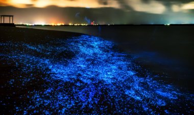 Nature’s Light Show: UAE Shores Glow Blue With Magical Bioluminescence