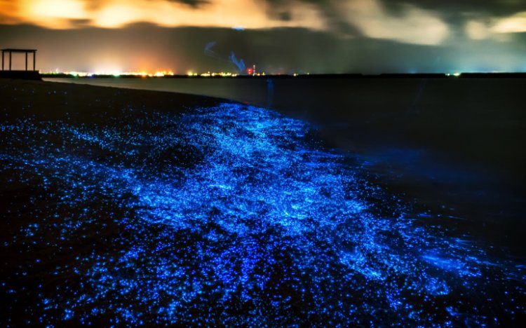 Nature’s Light Show: UAE Shores Glow Blue With Magical Bioluminescence