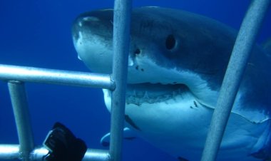 Saudi Arabia Issues First-Ever License for Shark Cage Diving