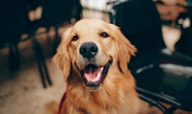 Abu Dhabi To Allow Pets in Some Restaurants and Hotels Under New Law