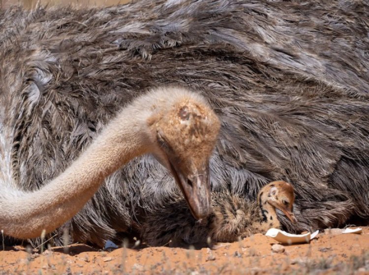 Red-Necked Ostrich Returns to Saudi Desert in Landmark Rewilding Effort