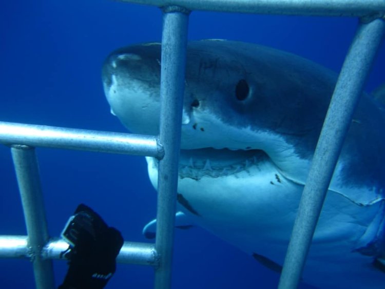 Saudi Arabia Issues First-Ever License for Shark Cage Diving