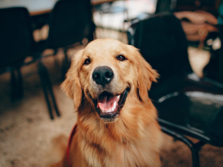 Abu Dhabi To Allow Pets in Some Restaurants and Hotels Under New Law