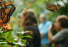 Butterfly Garden to Become Abu Dhabi’s Newest Indoor Wildlife Attraction