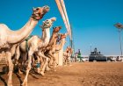 Bahrain Shines at King Salman Camel Festival 2026