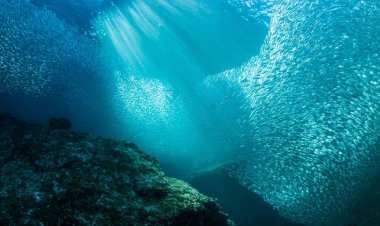 Abu Dhabi Achieves Historic Milestone as Sustainable Fisheries Index Reaches 100%