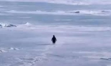 Dubai’s Salik turns nihilist penguin meme into one of 2026’s smartest brand hijacks