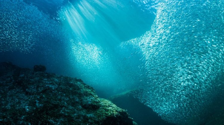 Abu Dhabi Achieves Historic Milestone as Sustainable Fisheries Index Reaches 100%
