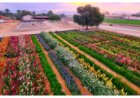 From 100 roses to 50,000 blooms: a hidden flower farm blossoms in Ras Al Khaimah’s mountains