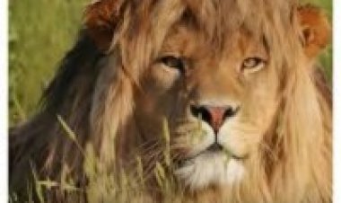 ‘Zaddy Lion’ goes viral as internet crowns him the most handsome lion alive