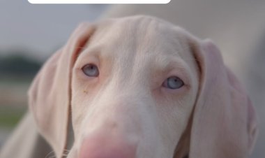 Sheikh Hamdan’s puppy post sparks global frenzy as ‘Pluto’ wins fans’ hearts