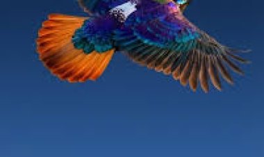 Himalayan monal dazzles with rare mid-flight sighting over Bhutan