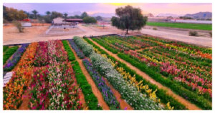From 100 roses to 50,000 blooms: a hidden flower farm blossoms in Ras Al Khaimah’s mountains