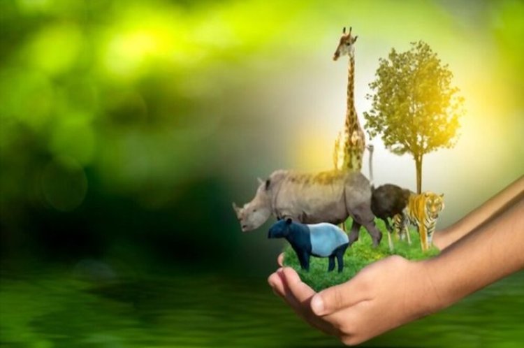 NCW Reintroduces More Than 10,000 Animals to Support Biodiversity Recovery