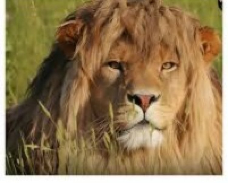 ‘Zaddy Lion’ goes viral as internet crowns him the most handsome lion alive