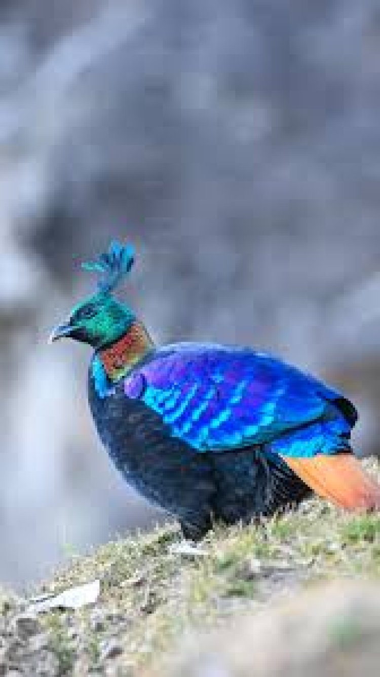 Himalayan monal dazzles with rare mid-flight sighting over Bhutan