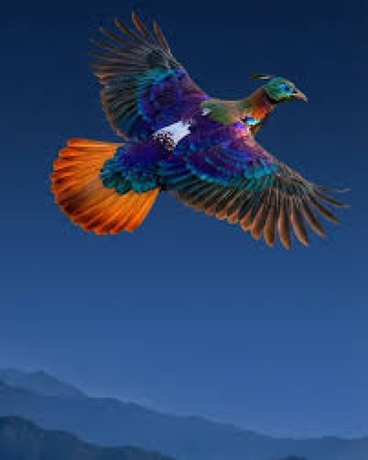 Himalayan monal dazzles with rare mid-flight sighting over Bhutan