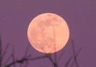 Pink Full Moon to shine over Bahrain skies on April 1–2