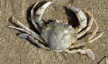 Bahrain bans crab fishing from March 15 to May 15 to protect breeding season