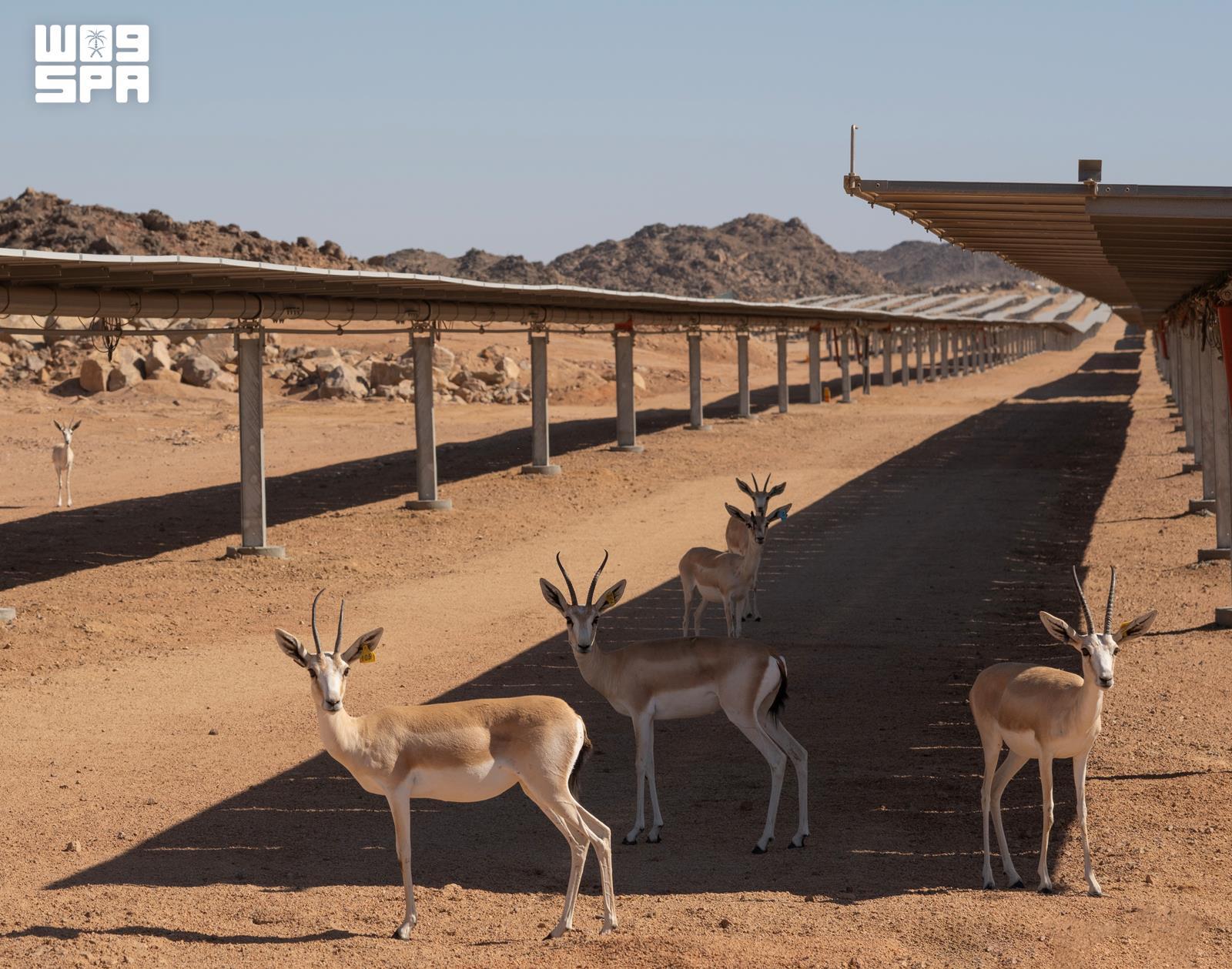 Sand gazelles beneath solar panels at a protected breeding habitat in Saudi Arabia